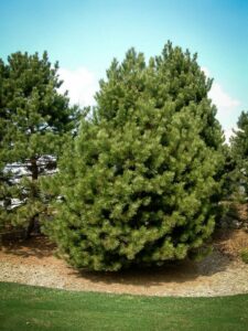 Сосна Чёрная (Pinus Nigra) купить по цене от 270.00р. в интернет-магазине «Посадика» с доставкой почтой в в Янауле и по всей России – [изображение №1].