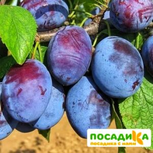 Слива Чачакская ранняя купить по цене от 229.00р. в интернет-магазине «Посадика» с доставкой почтой в в Янауле и по всей России – [изображение №1].