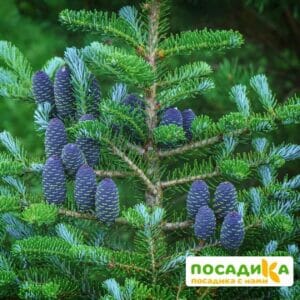 Пихта корейская (Abies koreana) купить по цене от 450.00р. в интернет-магазине «Посадика» с доставкой почтой в в Янауле и по всей России – [изображение №1].