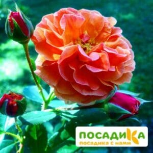 Роза Арабия купить по цене от 350.00р. в интернет-магазине «Посадика» с доставкой почтой в в Янауле и по всей России – [изображение №1].