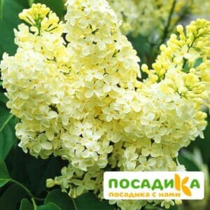 Сирень Примроуз (Primrose) купить по цене от 529.00р. в интернет-магазине «Посадика» с доставкой почтой в в Янауле и по всей России – [изображение №1].