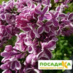 Сирень Сенсация купить по цене от 529.00р. в интернет-магазине «Посадика» с доставкой почтой в в Янауле и по всей России – [изображение №1].