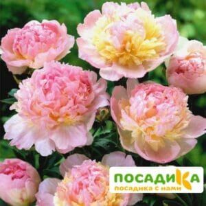 Пион Распберри Сандей (Paeonia Raspberry Sundae) купить по цене от 959р. в интернет-магазине «Посадика» с доставкой почтой в в Янауле и по всей России – [изображение №1].