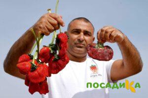 Клубника Гигант Джорнея купить по цене от 266р. в интернет-магазине «Посадика» с доставкой почтой в в Янауле и по всей России – [изображение №1].