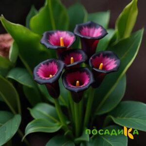 Калла Аура Лейс купить по цене от 400р. в интернет-магазине «Посадика» с доставкой почтой в в Янауле и по всей России – [изображение №1].