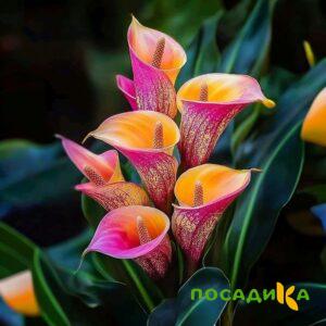 Калла Оникс купить по цене от 450р. в интернет-магазине «Посадика» с доставкой почтой в в Янауле и по всей России – [изображение №1].