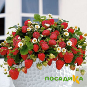 Клубника Рубиновый Шепот (горшечная) купить по цене от 240р. в интернет-магазине «Посадика» с доставкой почтой в в Янауле и по всей России – [изображение №1].