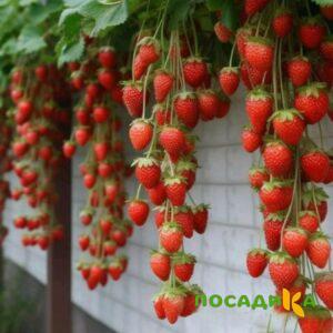 Клубника вьющаяся Комплимент купить по цене от 470р. в интернет-магазине «Посадика» с доставкой почтой в в Янауле и по всей России – [изображение №1].