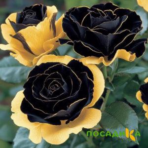 Роза Ханни Сикл купить по цене от 700р. в интернет-магазине «Посадика» с доставкой почтой в в Янауле и по всей России – [изображение №1].