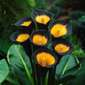 Калла Легато купить по цене от 620р. в интернет-магазине «Посадика» с доставкой почтой в в Янауле и по всей России – [изображение №1].