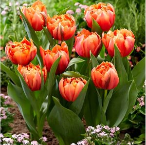 Тюльпан Гудошник Дабл купить по цене от 185р. в интернет-магазине «Посадика» с доставкой почтой в в Янауле и по всей России – [изображение №1].