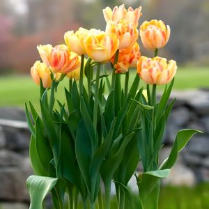 Тюльпан Верона Санрайз купить по цене от 280р. в интернет-магазине «Посадика» с доставкой почтой в в Янауле и по всей России – [изображение №1].