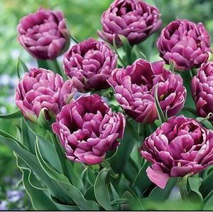 Тюльпан Айс Крим купить по цене от 430р. в интернет-магазине «Посадика» с доставкой почтой в в Янауле и по всей России – [изображение №1].