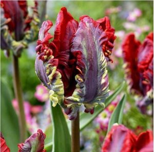 Тюльпан Рококо купить по цене от 350р. в интернет-магазине «Посадика» с доставкой почтой в в Янауле и по всей России – [изображение №1].