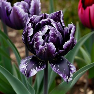 Тюльпан Индиго купить по цене от 600р. в интернет-магазине «Посадика» с доставкой почтой в в Янауле и по всей России – [изображение №1].