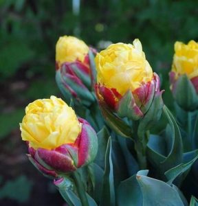 Тюльпан Айс Крим Банана купить по цене от 360р. в интернет-магазине «Посадика» с доставкой почтой в в Янауле и по всей России – [изображение №1].