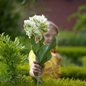 Тюльпан Супер Пэррот купить по цене от 360р. в интернет-магазине «Посадика» с доставкой почтой в в Янауле и по всей России – [изображение №1].