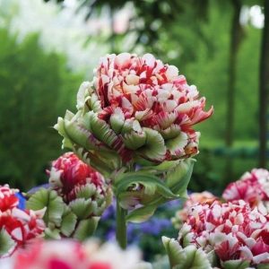 Тюльпан Дабл Флеминг Берд купить по цене от 249р. в интернет-магазине «Посадика» с доставкой почтой в в Янауле и по всей России – [изображение №1].