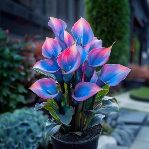 Калла Импрессия купить по цене от 590р. в интернет-магазине «Посадика» с доставкой почтой в в Янауле и по всей России – [изображение №1].