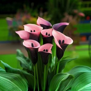 Калла Энигма купить по цене от 291р. в интернет-магазине «Посадика» с доставкой почтой в в Янауле и по всей России – [изображение №1].