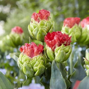 Тюльпан Бычий Глаз купить по цене от 275р. в интернет-магазине «Посадика» с доставкой почтой в в Янауле и по всей России – [изображение №1].