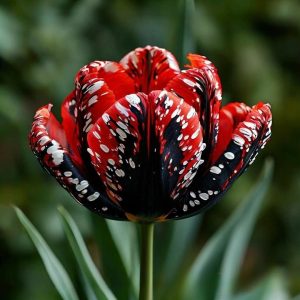 Тюльпан Вельвет Файер купить по цене от 394р. в интернет-магазине «Посадика» с доставкой почтой в в Янауле и по всей России – [изображение №1].