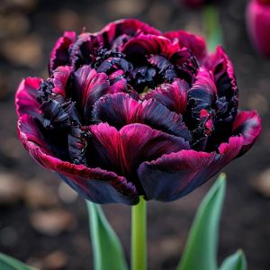 Тюльпан Фламинго купить по цене от 500р. в интернет-магазине «Посадика» с доставкой почтой в в Янауле и по всей России – [изображение №1].