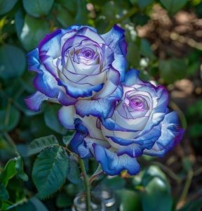 Роза Пэтолз Хоуп купить по цене от 333р. в интернет-магазине «Посадика» с доставкой почтой в в Янауле и по всей России – [изображение №1].