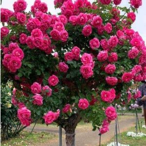 Роза Версаля купить по цене от 232р. в интернет-магазине «Посадика» с доставкой почтой в в Янауле и по всей России – [изображение №1].