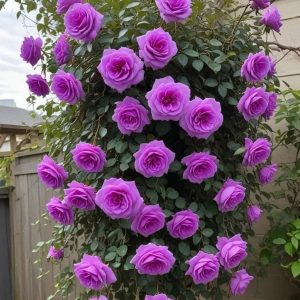 Роза Мистик Уайт купить по цене от 620р. в интернет-магазине «Посадика» с доставкой почтой в в Янауле и по всей России – [изображение №1].