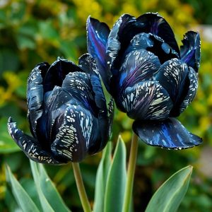 Тюльпан Блю Фог купить по цене от 500р. в интернет-магазине «Посадика» с доставкой почтой в в Янауле и по всей России – [изображение №1].