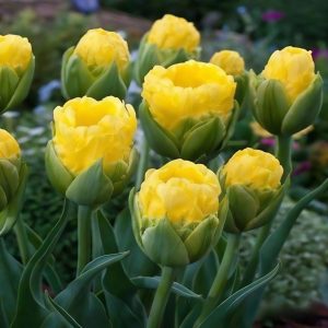 Тюльпан махровый Ванила Коп купить по цене от 159р. в интернет-магазине «Посадика» с доставкой почтой в в Янауле и по всей России – [изображение №1].