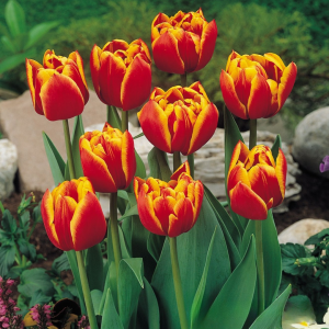 Тюльпан Блэк Фаер купить по цене от 275р. в интернет-магазине «Посадика» с доставкой почтой в в Янауле и по всей России – [изображение №1].