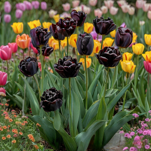 Тюльпан махровый Рейдинс Дарк купить по цене от 230р. в интернет-магазине «Посадика» с доставкой почтой в в Янауле и по всей России – [изображение №1].