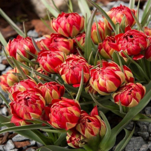 Тюльпан Ап Пинк купить по цене от 390р. в интернет-магазине «Посадика» с доставкой почтой в в Янауле и по всей России – [изображение №1].