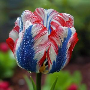 Тюльпан Ремс Сенсейшн купить по цене от 219р. в интернет-магазине «Посадика» с доставкой почтой в в Янауле и по всей России – [изображение №1].