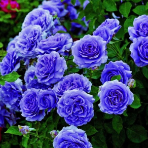 Роза Блю Мун купить по цене от 450р. в интернет-магазине «Посадика» с доставкой почтой в в Янауле и по всей России – [изображение №1].