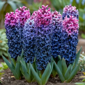 Гиацинт Блю Спринг купить по цене от 2099р. в интернет-магазине «Посадика» с доставкой почтой в в Янауле и по всей России – [изображение №1].