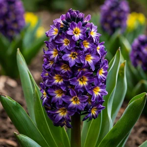 Гиацинт Вельвет Колор купить по цене от 2099р. в интернет-магазине «Посадика» с доставкой почтой в в Янауле и по всей России – [изображение №1].