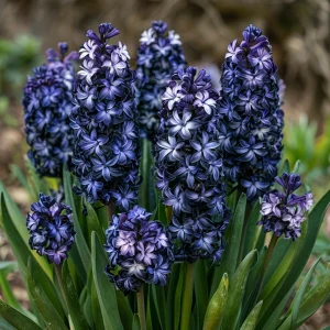 Гиацинт Блум Клауд купить по цене от 2099р. в интернет-магазине «Посадика» с доставкой почтой в в Янауле и по всей России – [изображение №1].