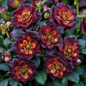 Морозник Сноу Дроп купить по цене от 348р. в интернет-магазине «Посадика» с доставкой почтой в в Янауле и по всей России – [изображение №1].