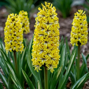 Гиацинт Сансет Голд купить по цене от 2099р. в интернет-магазине «Посадика» с доставкой почтой в в Янауле и по всей России – [изображение №1].