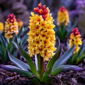 Гиацинт Миднайт Мистери купить по цене от 2099р. в интернет-магазине «Посадика» с доставкой почтой в в Янауле и по всей России – [изображение №1].