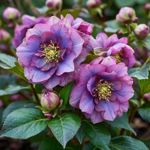 Морозник Айс Принцесс Чарм купить по цене от 650р. в интернет-магазине «Посадика» с доставкой почтой в в Янауле и по всей России – [изображение №1].