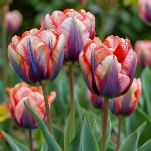 Тюльпан Эбисан Грэйс купить по цене от 217р. в интернет-магазине «Посадика» с доставкой почтой в в Янауле и по всей России – [изображение №1].