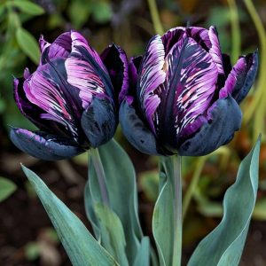 Тюльпан Блэк Каньон купить по цене от 305р. в интернет-магазине «Посадика» с доставкой почтой в в Янауле и по всей России – [изображение №1].