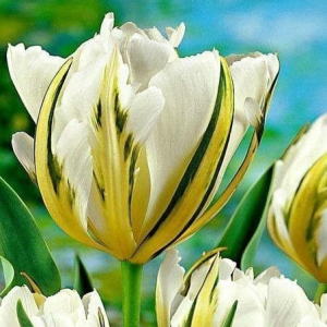 Тюльпан Экзотик Пуруссима купить по цене от 305р. в интернет-магазине «Посадика» с доставкой почтой в в Янауле и по всей России – [изображение №1].