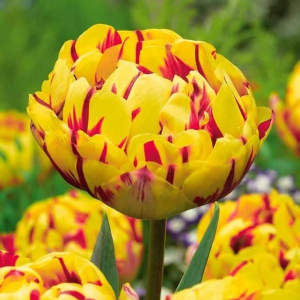 Тюльпан махровый Голден Ницц купить по цене от 361р. в интернет-магазине «Посадика» с доставкой почтой в в Янауле и по всей России – [изображение №1].
