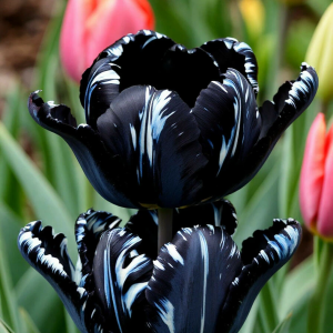 Тюльпан Шелк Нуар купить по цене от 219р. в интернет-магазине «Посадика» с доставкой почтой в в Янауле и по всей России – [изображение №1].