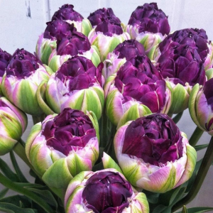 Тюльпан Анаконда купить по цене от 450р. в интернет-магазине «Посадика» с доставкой почтой в в Янауле и по всей России – [изображение №1].